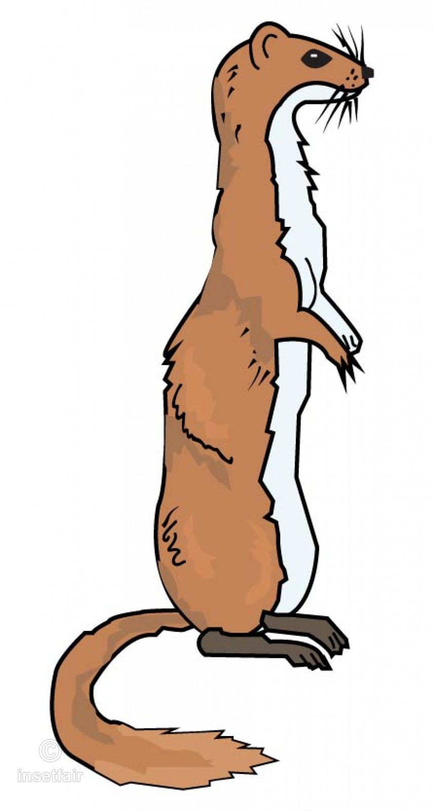 857x1600 Ferret Animal Vector Drawing
