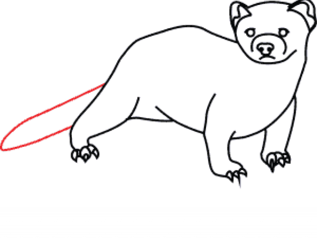 640x480 Free Drawn Ferret, Download Free Clip Art