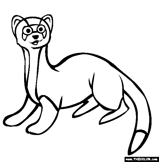 554x564 How To Draw A Black Footed Ferret Step