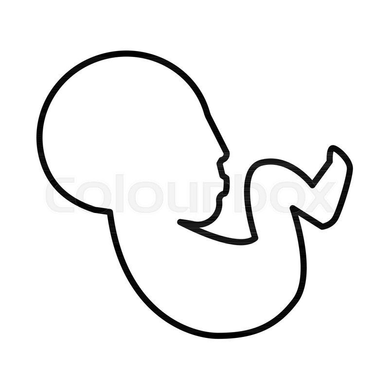 800x800 fetus baby line icon vector stock vector colourbox