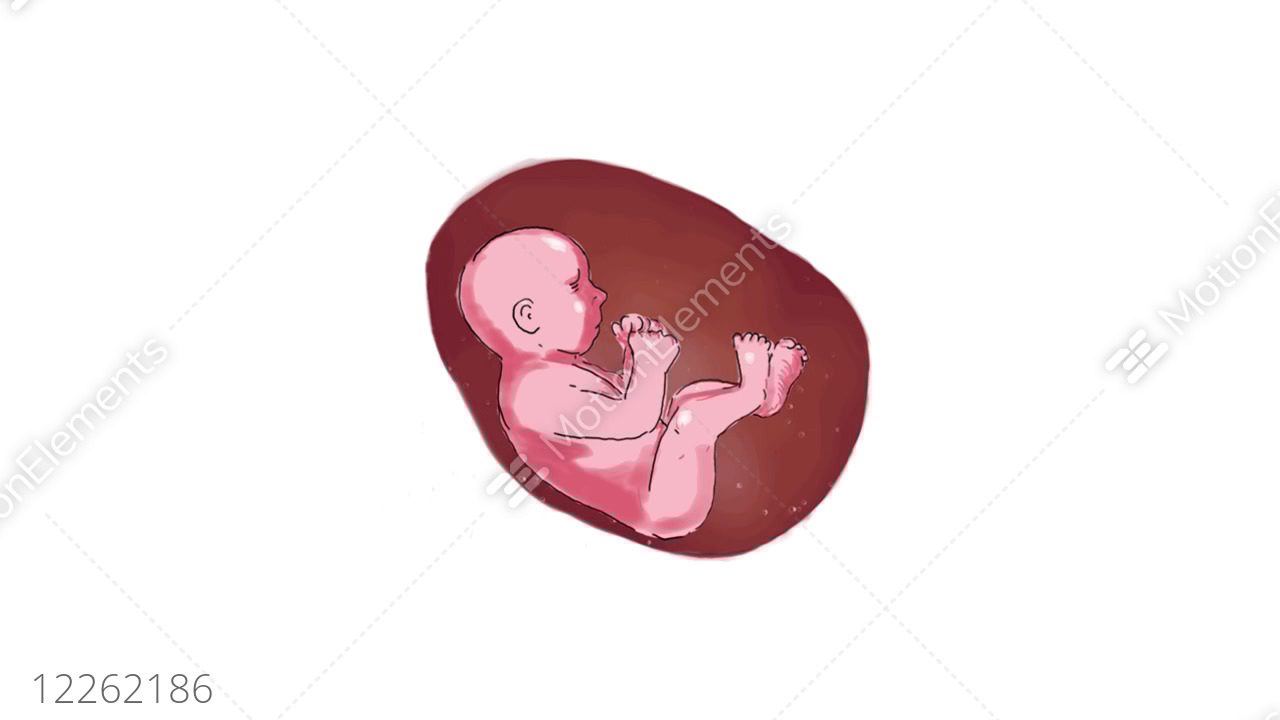 1280x720 Human Fetus Color Drawing Animation Stock Animation
