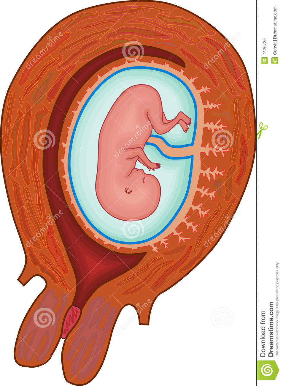 954x1300 collection of free foetus clipart womb drawing download on ui ex