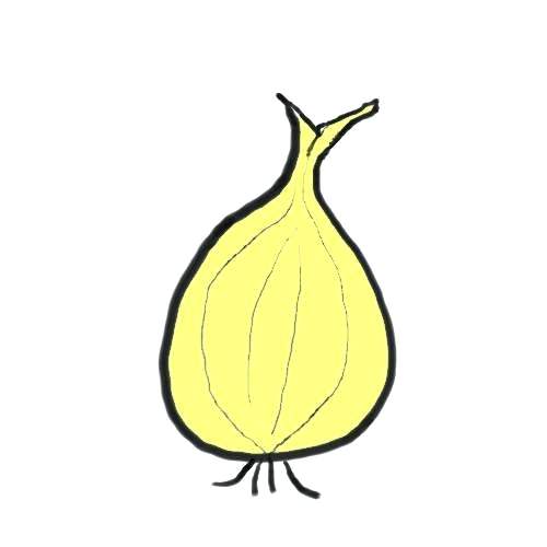 500x500 How To Draw Onion Onions Draw Out Fever Zupa