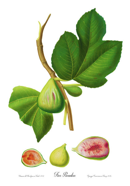 419x600 fig leaf drawings fine art america