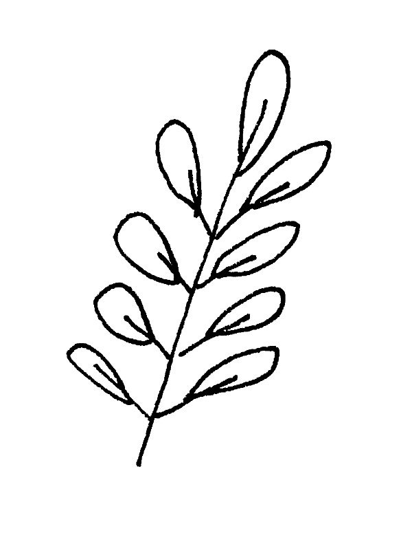 600x791 leaf drawing black walnut for free download