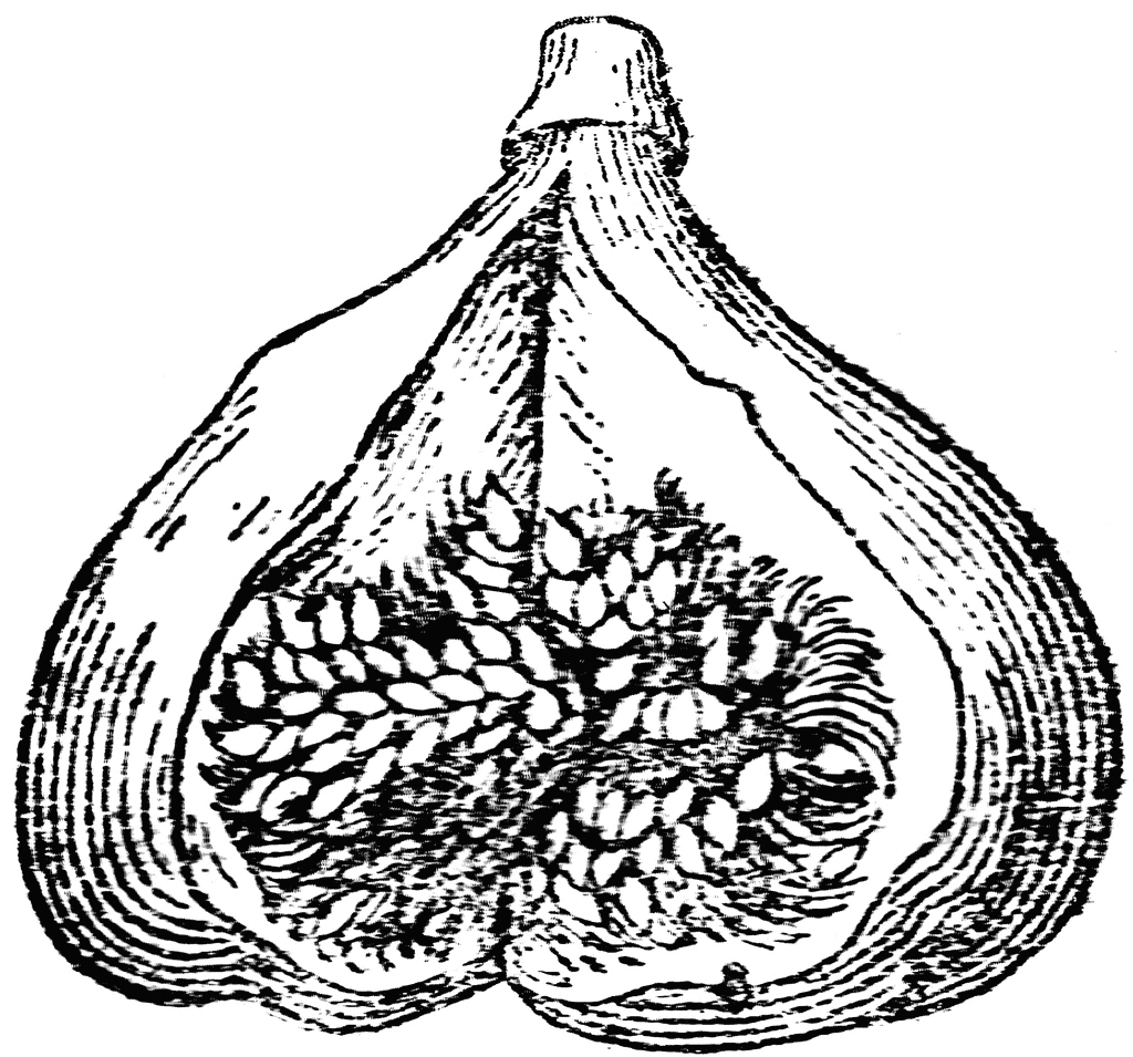 1024x955 huge collection of 'fig drawing' download more than images