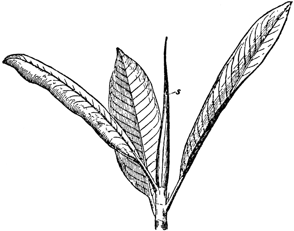 1024x807 indian rubber fig ficus elastica shoot clipart etc