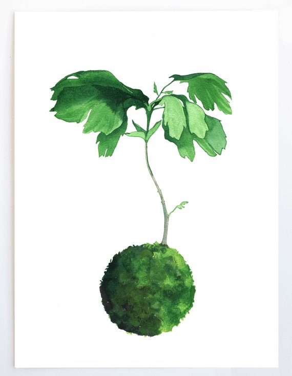 570x734 med fiddle leaf fig art print, japanese kokedama plant