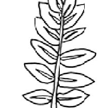 213x213 Sketch Of The Leaf Download Scientific Diagram