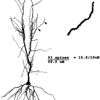 320x320 camera lucida drawing of a hippocampal pyramidal neuron