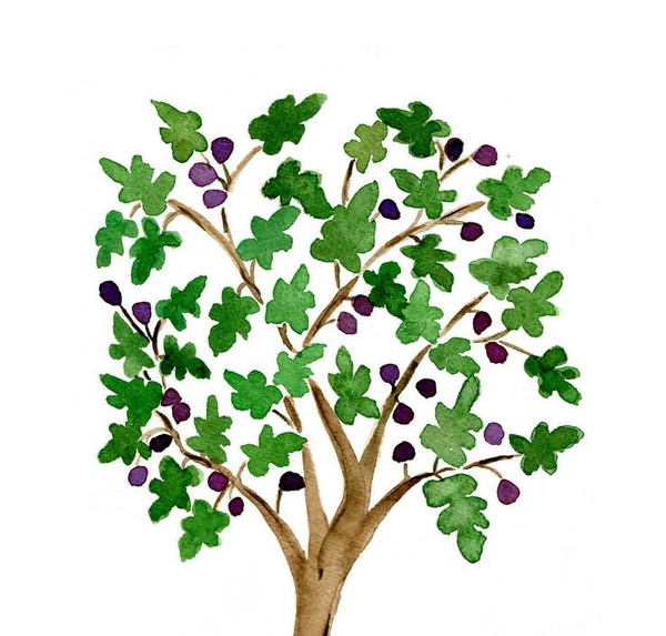 600x573 Fig Tree Drawing Free Images