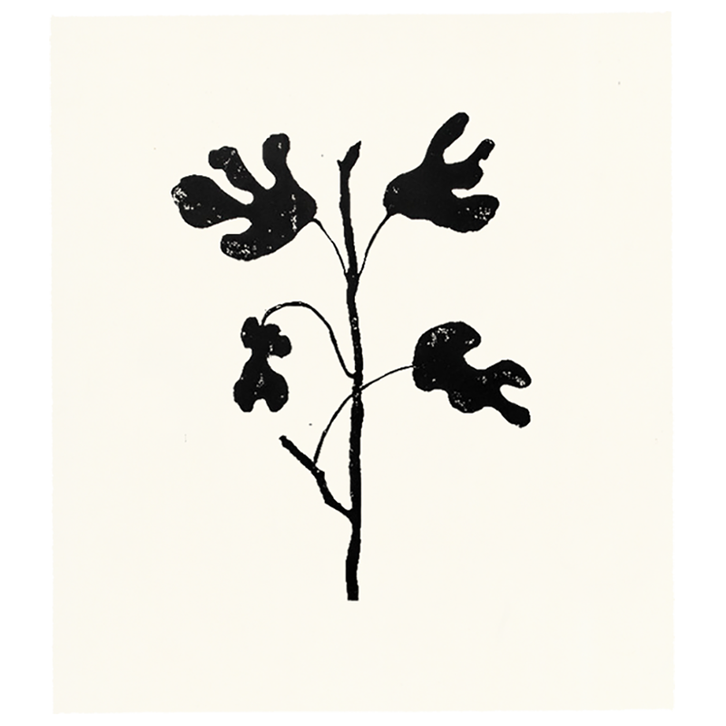 800x800 Fig Tree John Derian Company Inc