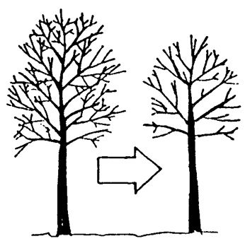 346x341 fig illustration of the benefits of proper tree pruning