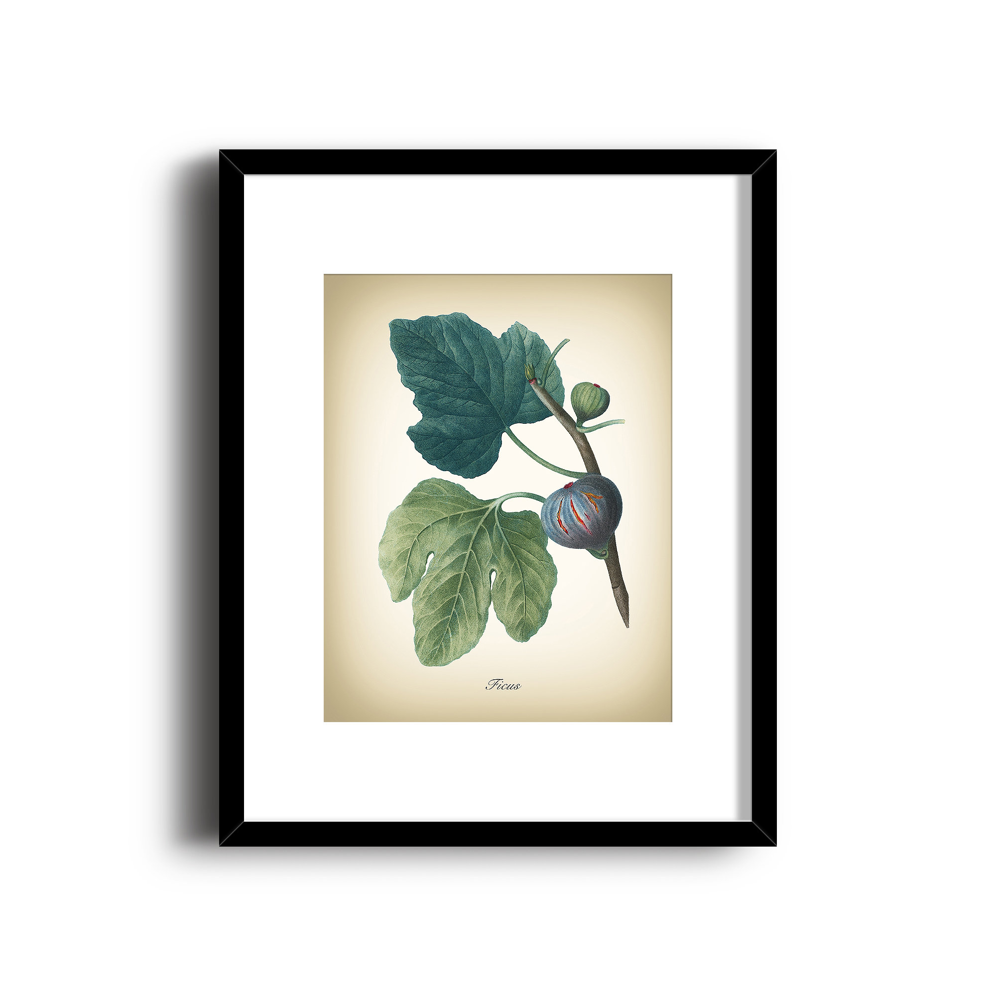2000x2000 figs with leaves botanical art print vintage botanical print etsy