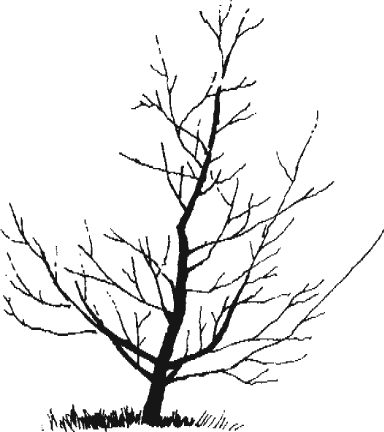 384x432 hla annual pruning of fruit trees osu fact sheets