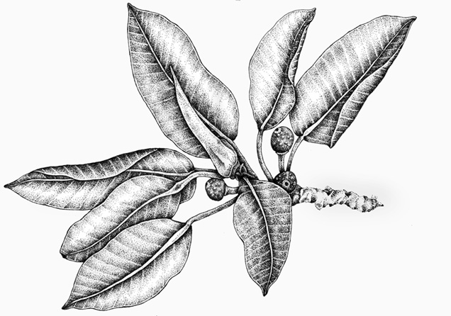 636x446 Moreton Bay Fig Botanical Illustration Art Studio Diary