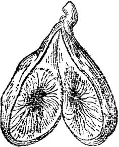 236x291 Best Tattoo Ideas Images Figs, Ficus, Ficus Tree