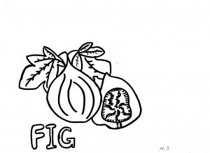 300x218 Bunch Ideas Of Fig Tree Drawing