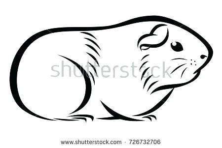450x301 guinea pig drawings guinea pig coloring pages printable drawings