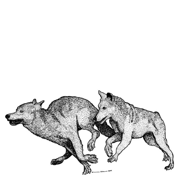 600x600 Wolf Drawings