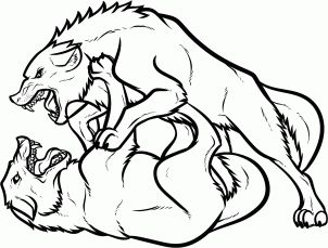 302x229 How To Draw Fighting Wolves, Wolf Fight Step How To Draw