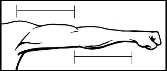 550x233 How To Draw The Human Figure