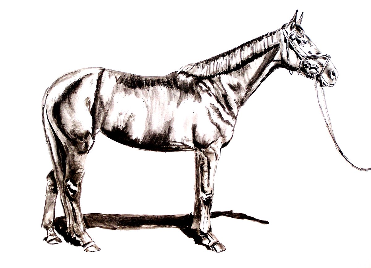 1200x868 Steve Messenger On Twitter Standing Filly