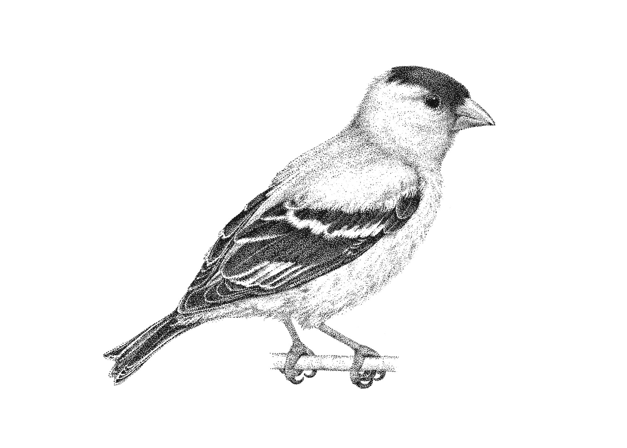 Finch Drawing Free download on ClipArtMag