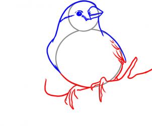 302x251 how to draw a finch, step