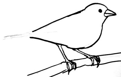 400x256 How To Draw A Chaffinch