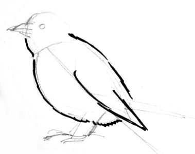 379x300 how to draw a finch