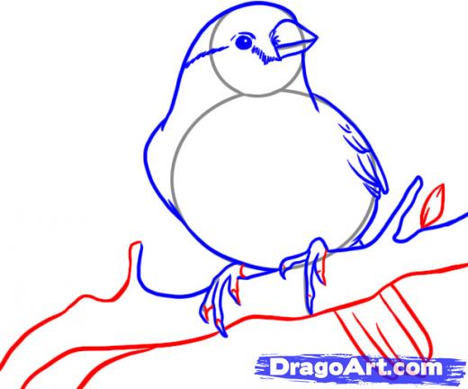 520x432 learn how to draw a finch, birds, animals, free step