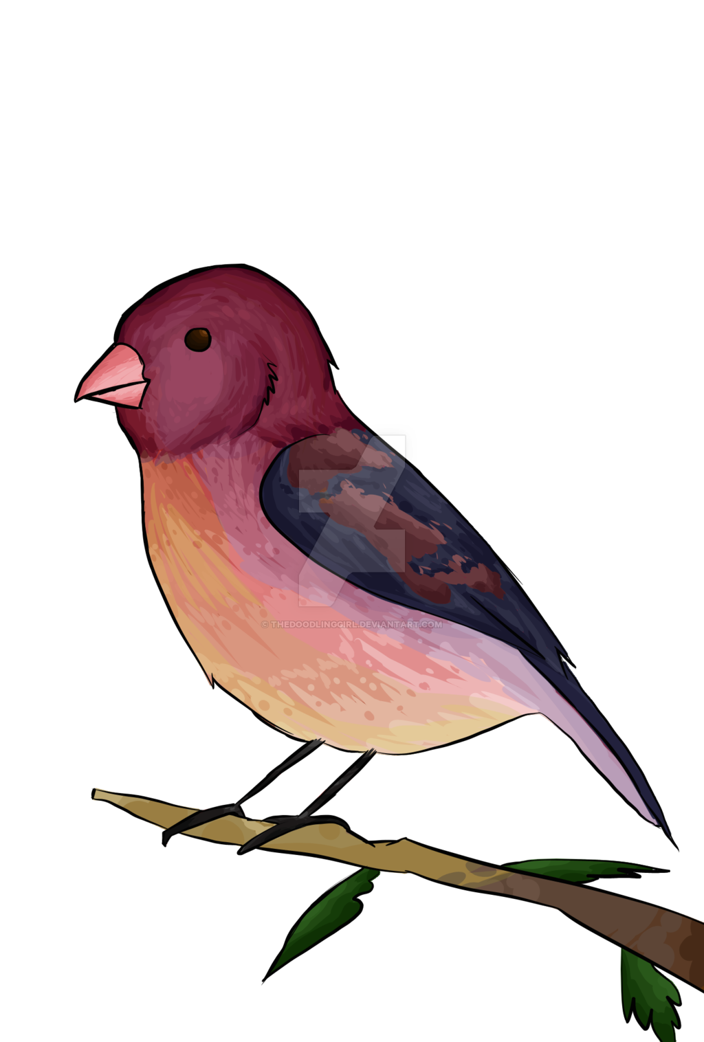 1024x1516 purple finch