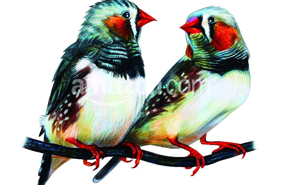 1000x647 zebra finch drawing