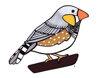 340x270 Zebra Finch Drawing Etsy