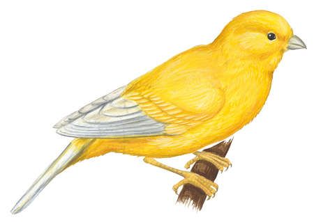 450x319 drawing of canary keywords illustrations drawings animal zoology