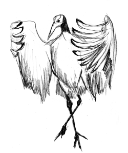 250x298 Finch Sketch Tumblr