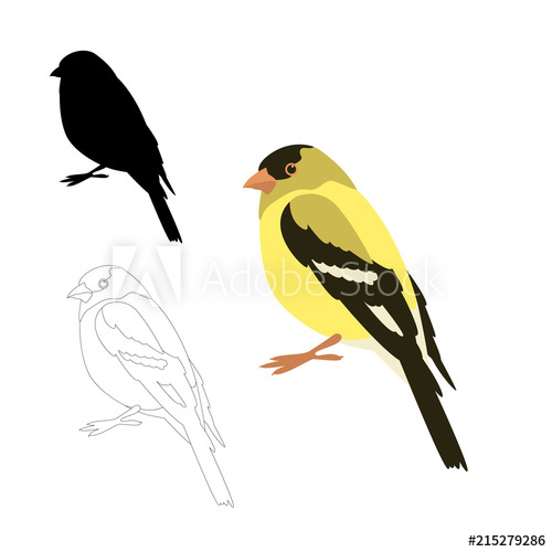 500x500 Gold Finch Bird Vector Illustration Flat Style