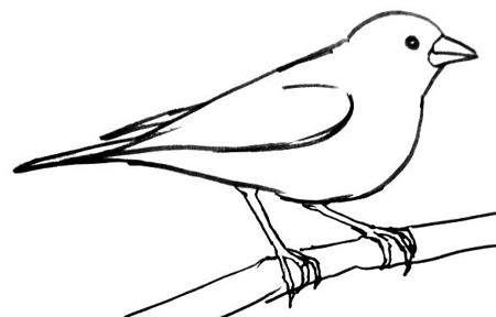 Finch Drawing | Free download on ClipArtMag