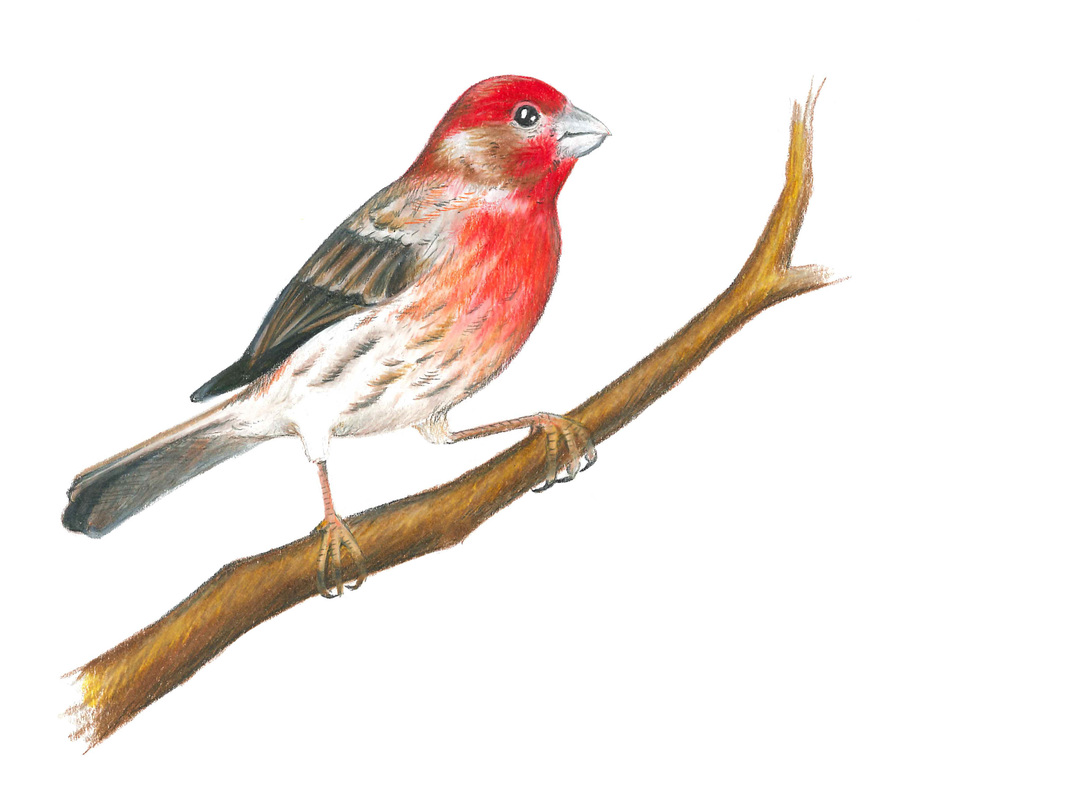 1066x800 detail house finch