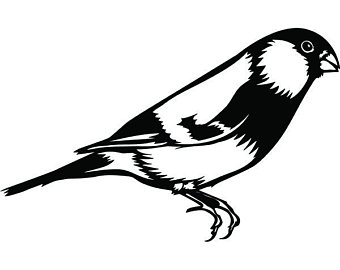 340x270 finch bird etsy
