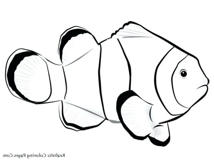 728x546 Free Printable Finding Nemo Coloring Pages Tropical Fish Download