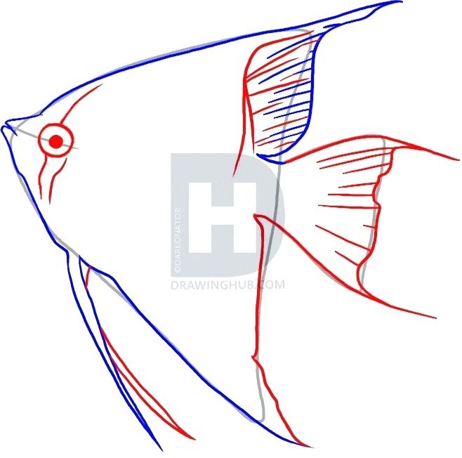 658x652 Angelfish Drawing