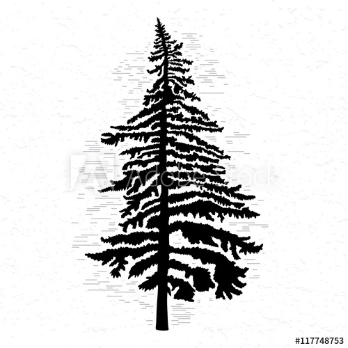 500x500 fir tree on white textured background illustration black