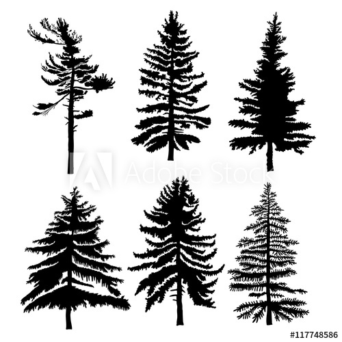500x500 Fir Trees Set Isolated On White Background Illustration