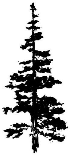 236x521 Image Result For Limber Pine Silhouette Screenshots Fir Tree