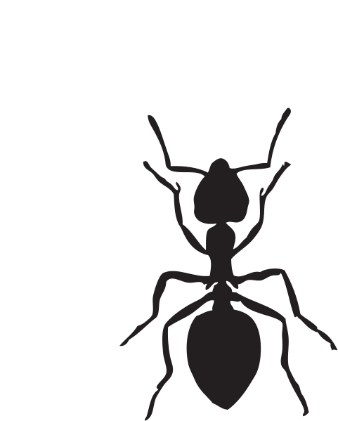 481x599 Collection Of Free Ant Drawing Strong Download On Ui Ex