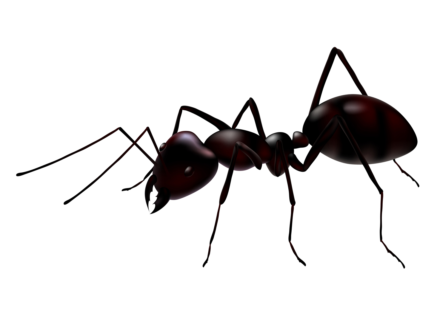 1474x1053 Fire Ant Drawing