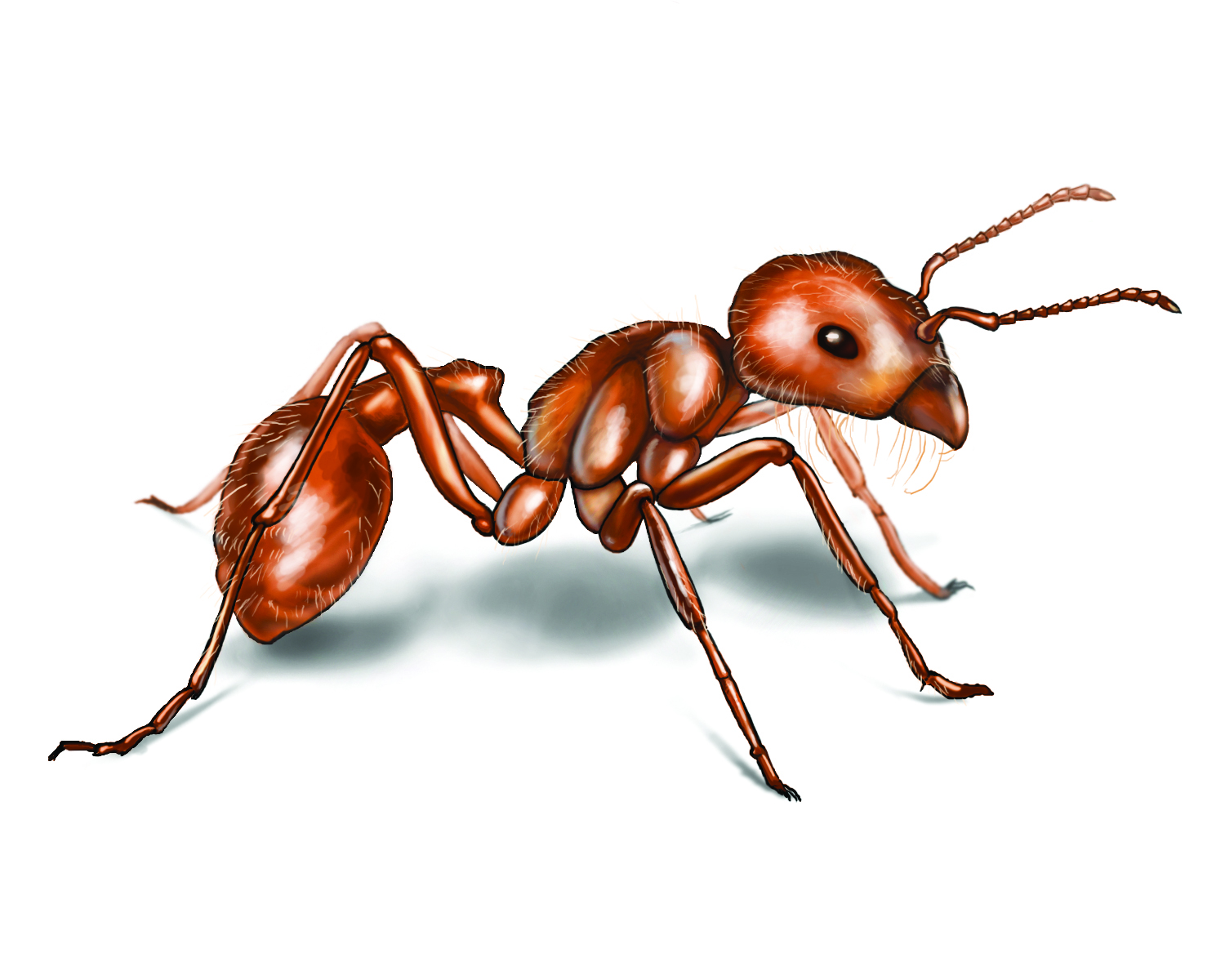 1500x1200 Red Ant Drawing