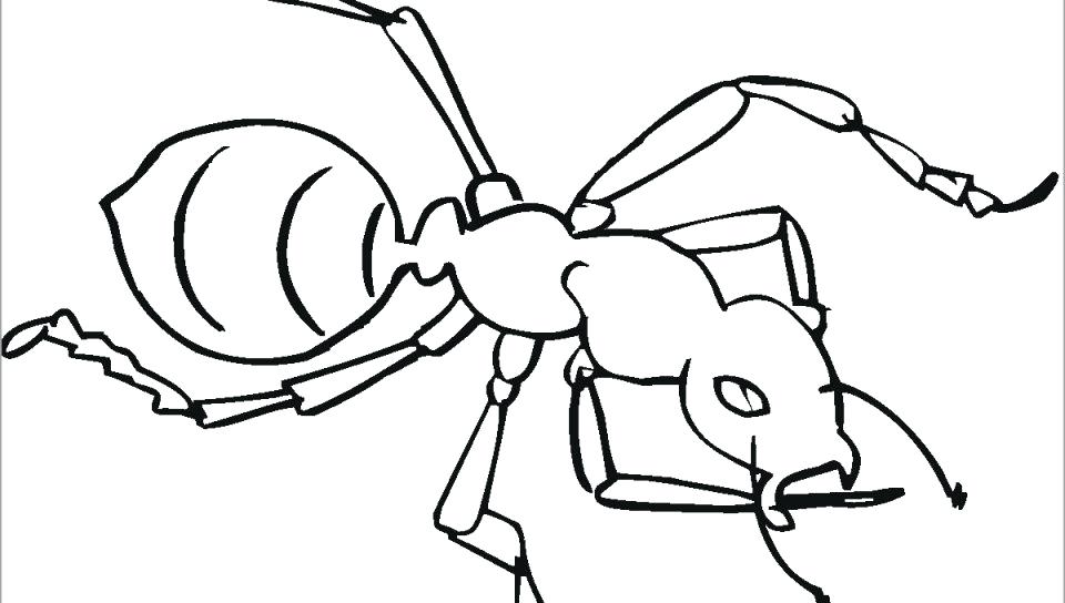 Fire Ant Drawing 